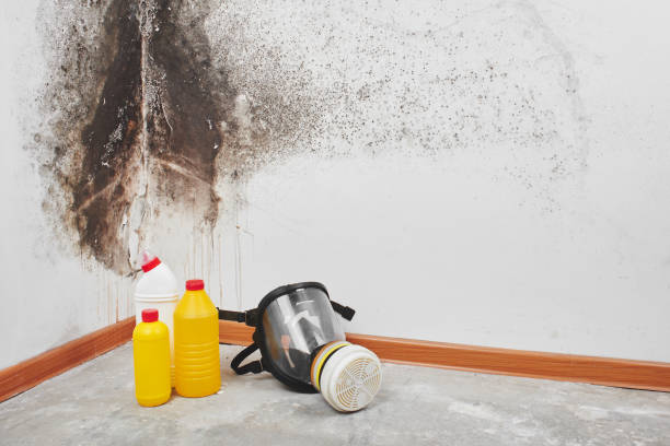 Best Mold Damage Restoration  in Waynesburg, OH