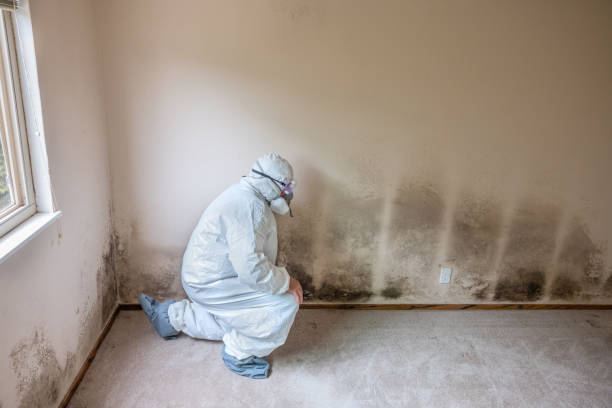 Best Mold Odor Removal Services  in Waynesburg, OH